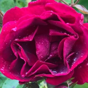 Meet your Posher, Rawia